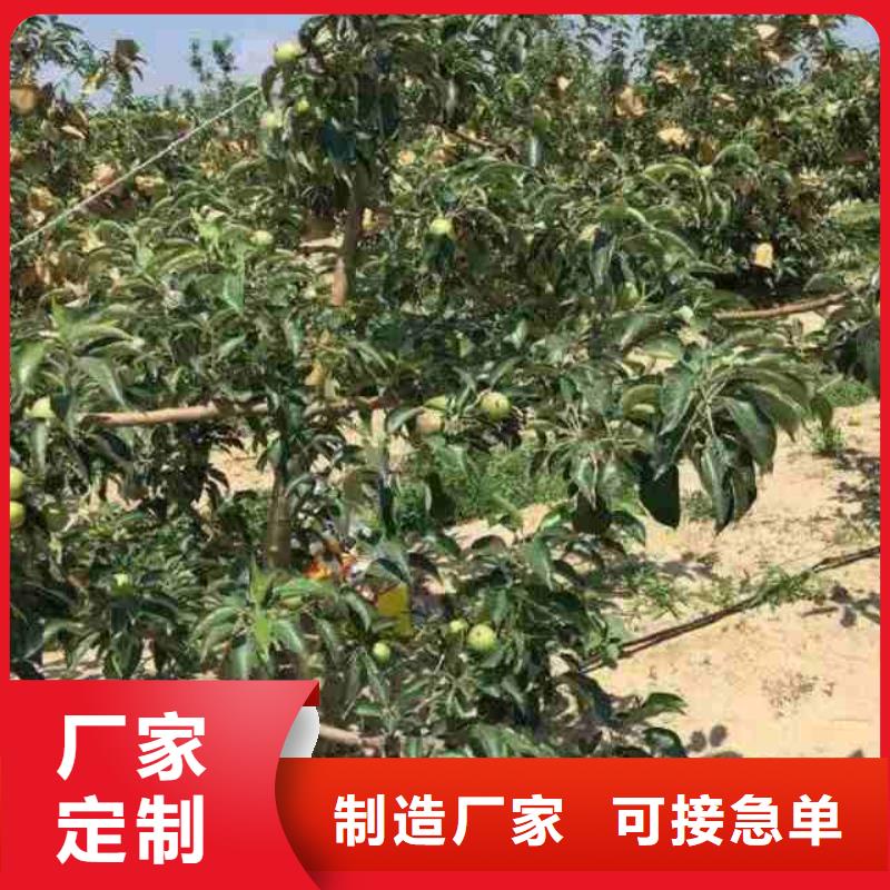 苹果苗,【梨树苗】工期短发货快-兴海苗木种植社(汉中市分公司)