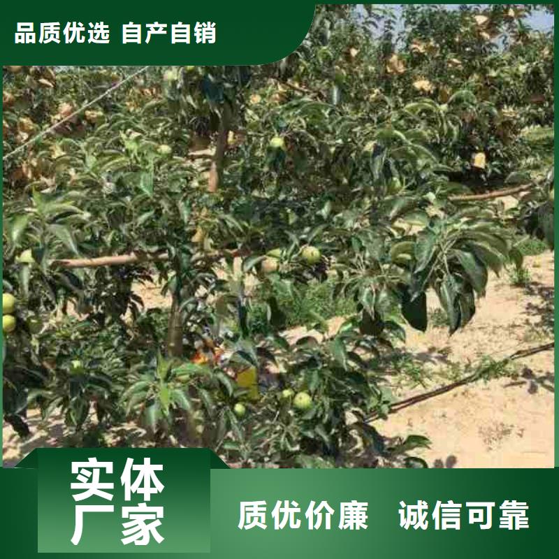 苹果苗工艺精细质保长久