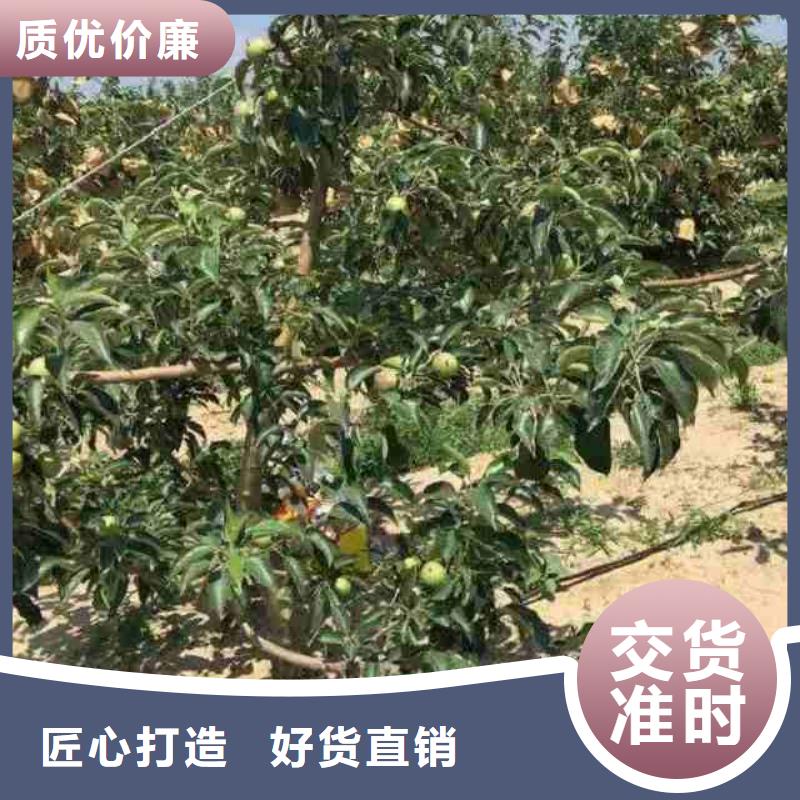 【苹果苗梨树苗厂家】