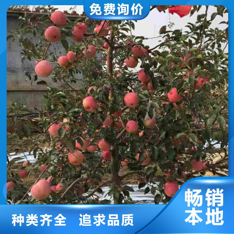 苹果苗,【梨树苗】工期短发货快-兴海苗木种植社(汉中市分公司)