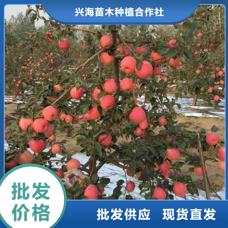苹果苗工艺精细质保长久