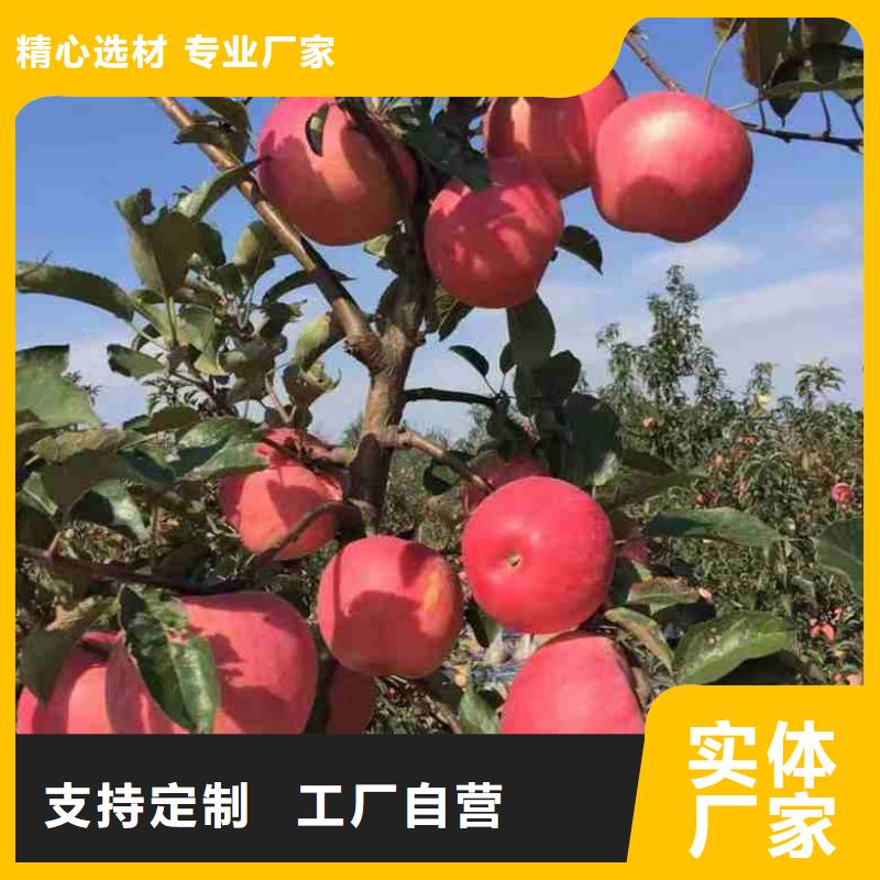 苹果苗板栗苗专业生产制造厂