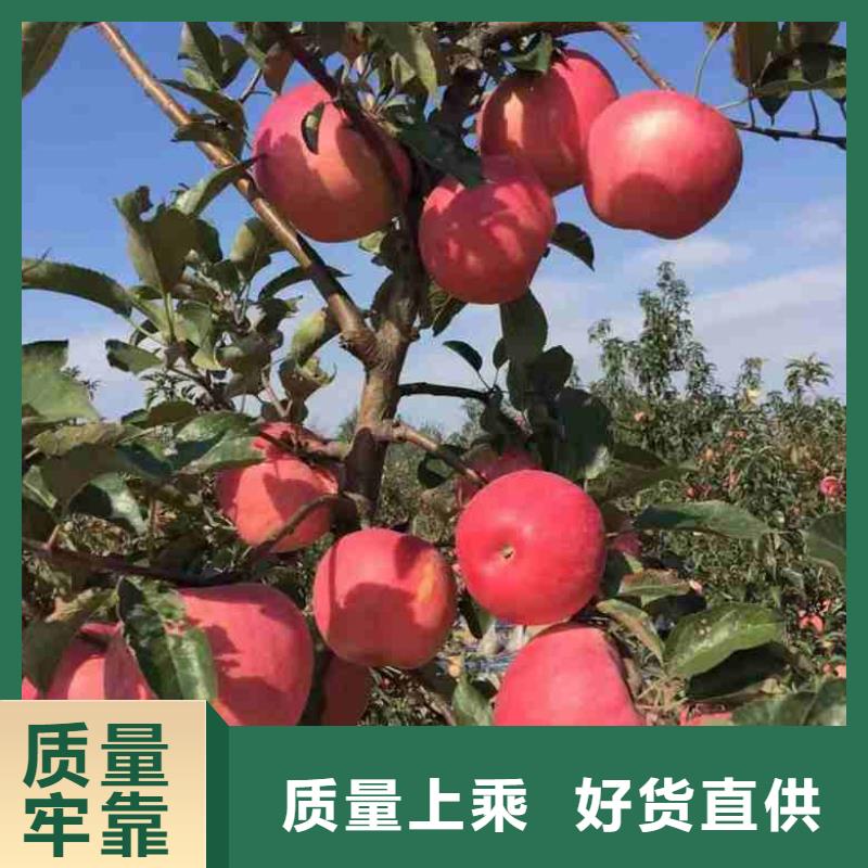苹果苗-【花椒苗】真实拍摄品质可靠