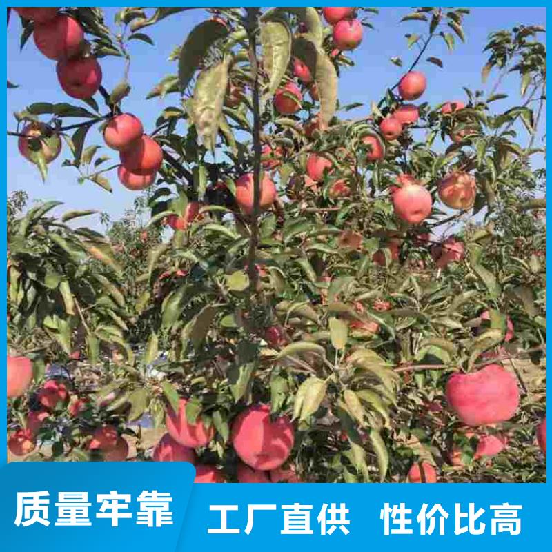苹果苗,【梨树苗】工期短发货快-兴海苗木种植社(汉中市分公司)