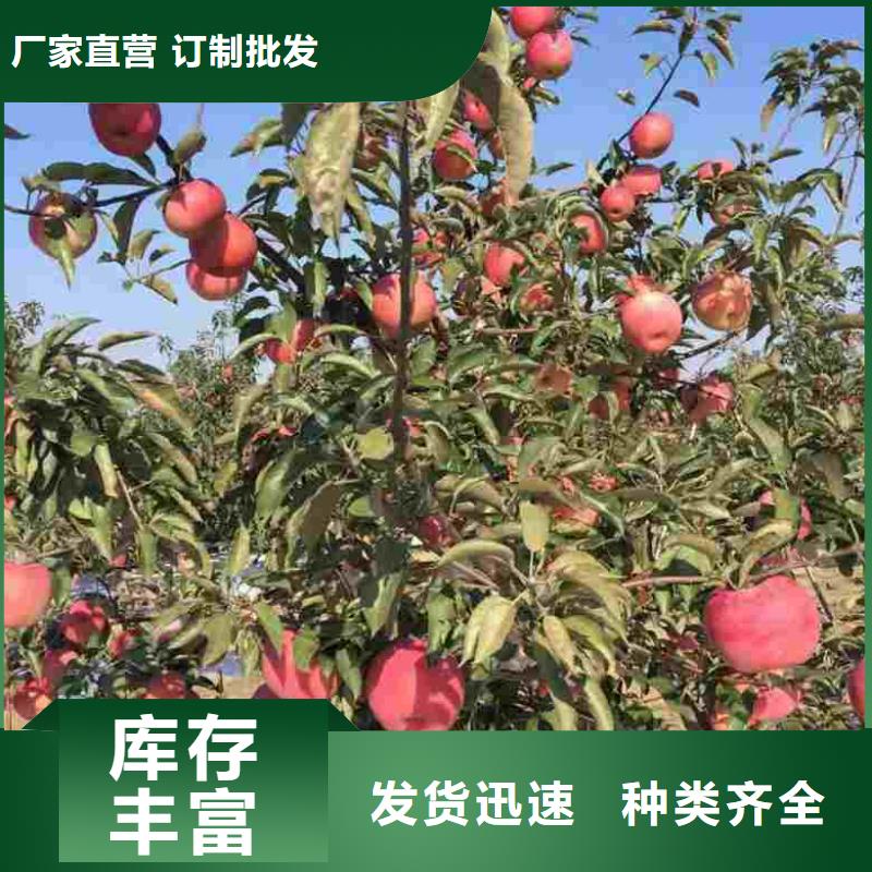 苹果苗板栗苗专注产品质量与服务