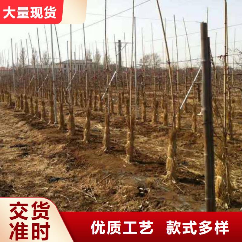 苹果苗板栗苗专注产品质量与服务