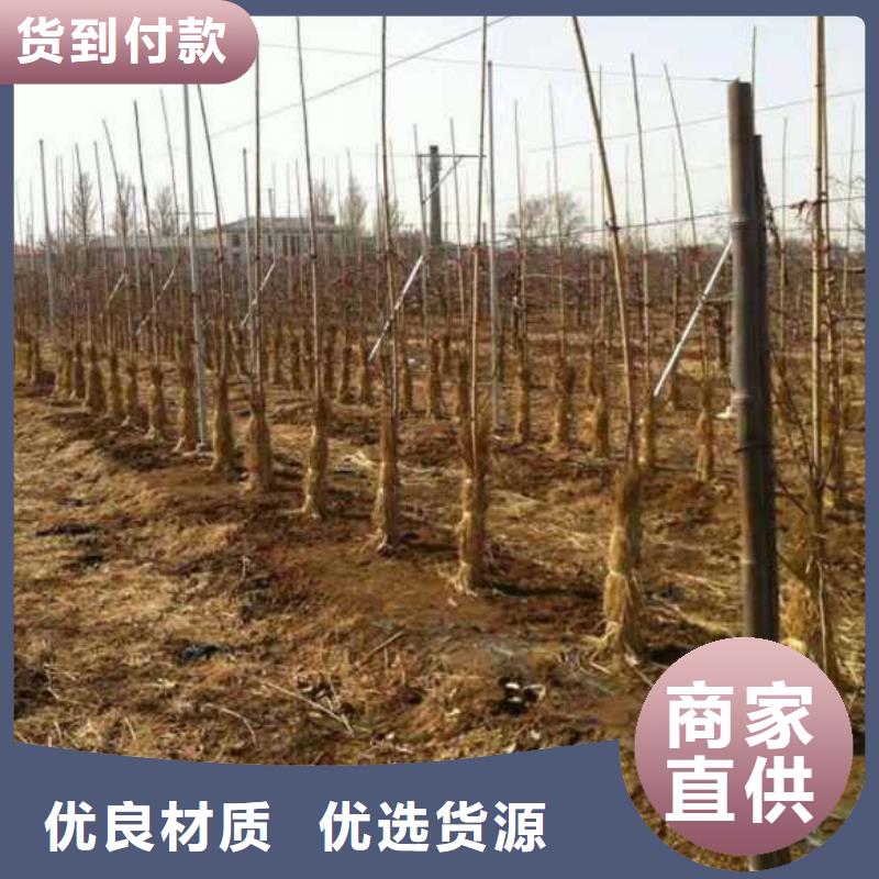 苹果苗板栗苗专业生产制造厂
