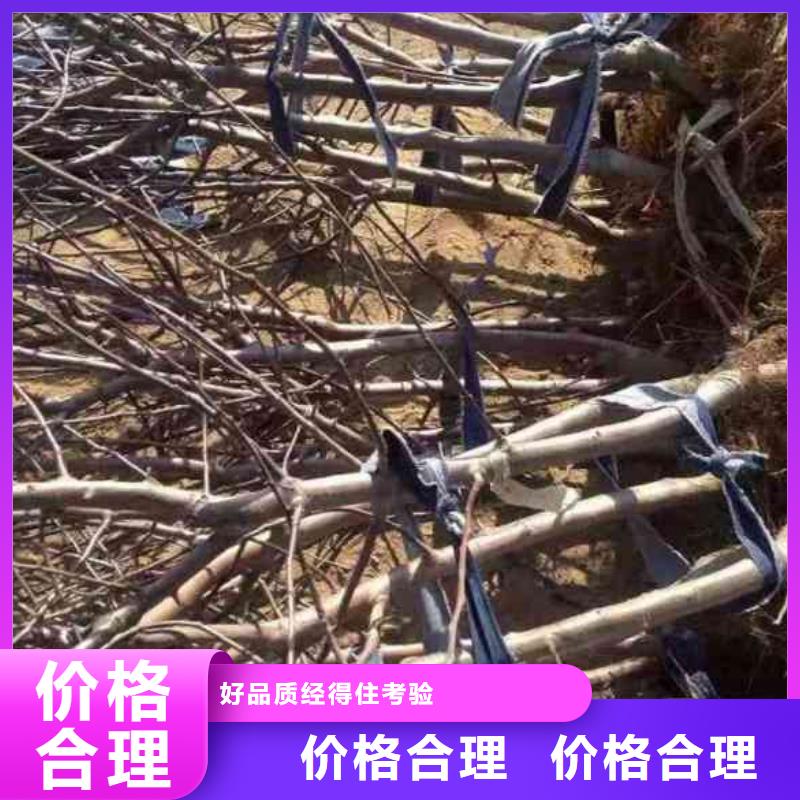 苹果苗板栗苗专业生产制造厂