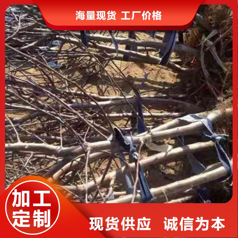 苹果苗板栗苗专注产品质量与服务
