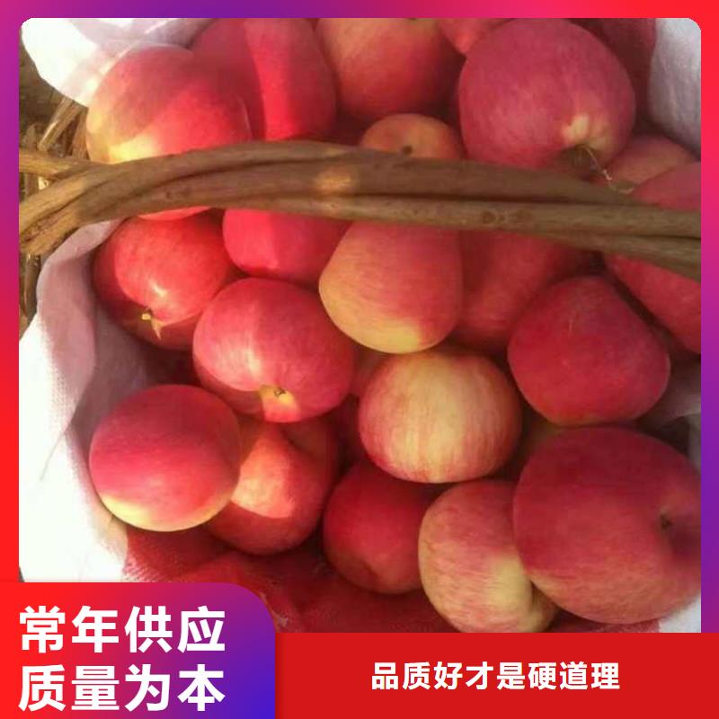 苹果苗工艺精细质保长久
