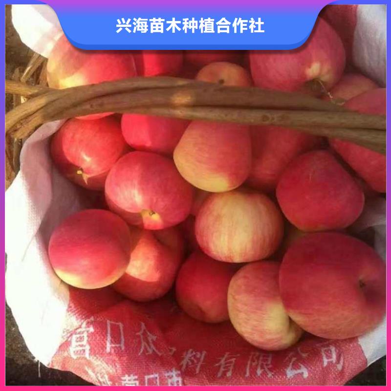 苹果苗板栗苗专注产品质量与服务