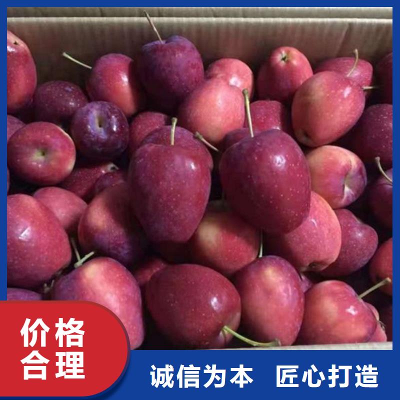 苹果苗板栗苗专注产品质量与服务