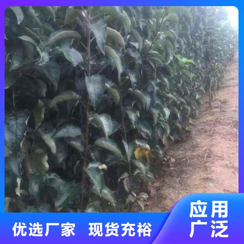 苹果苗板栗苗专注产品质量与服务