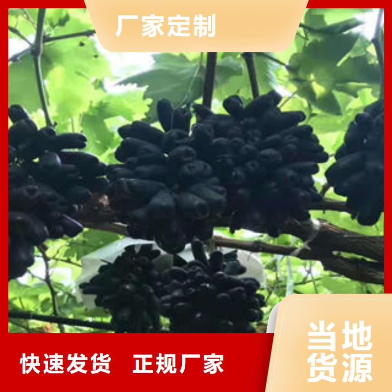 葡萄苗【核桃苗】匠心打造