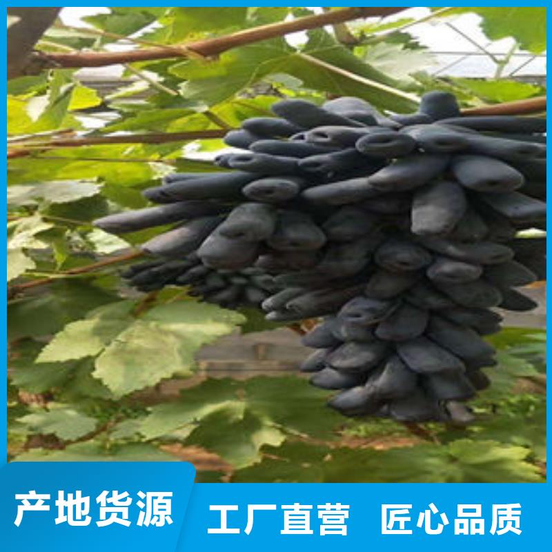 葡萄苗梨树苗多种工艺
