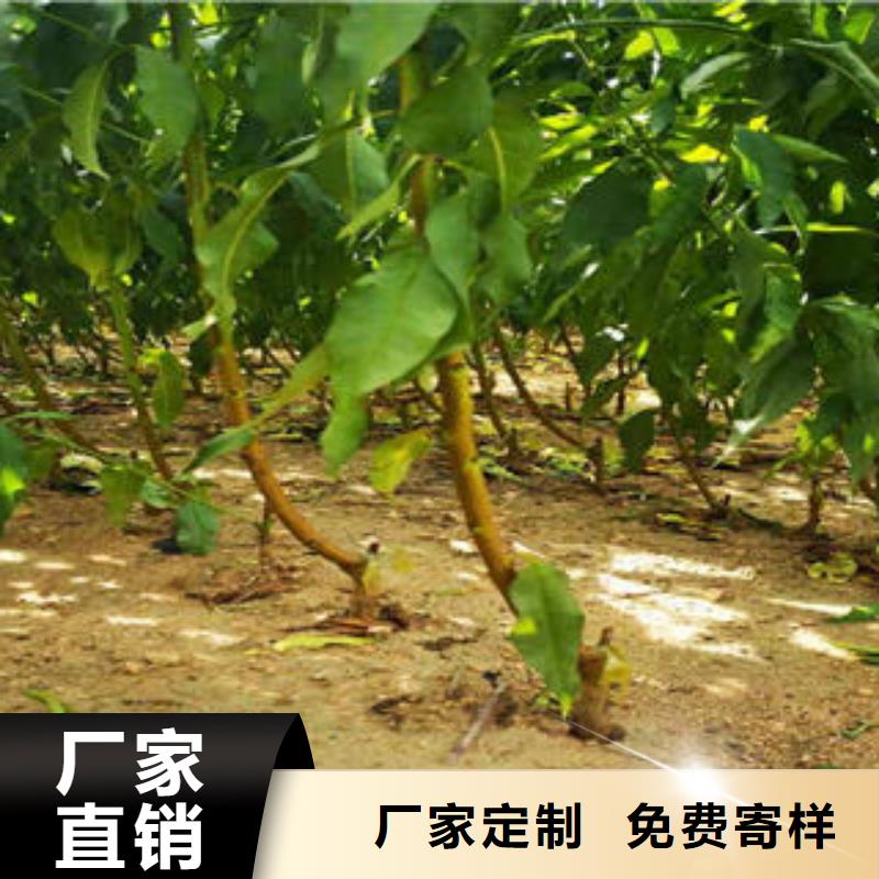 葡萄苗板栗苗优质货源