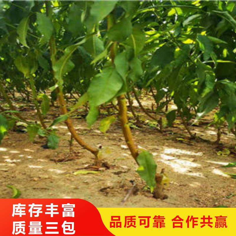 【葡萄苗】-核桃苗质量无忧当地货源