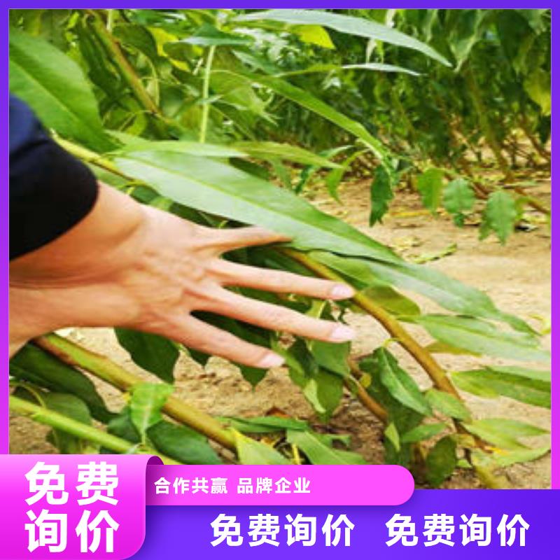 【葡萄苗】-核桃苗质量无忧当地货源