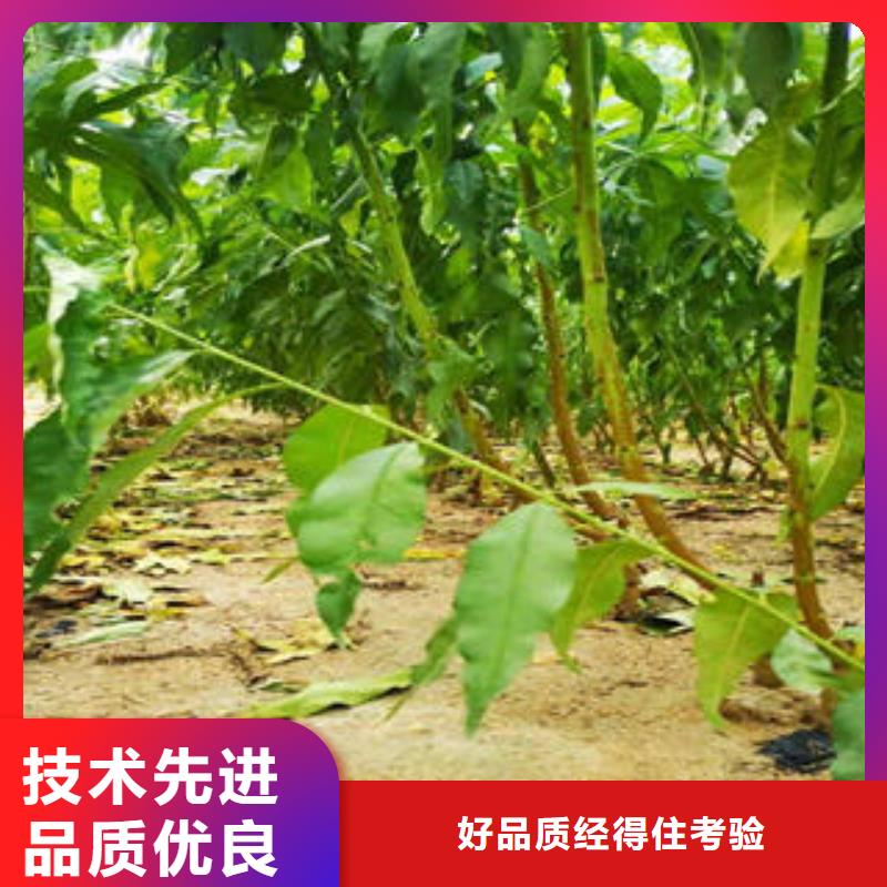 【葡萄苗】-核桃苗质量无忧当地货源