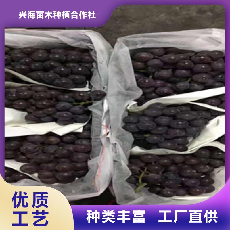 【葡萄苗】-核桃苗质量无忧当地货源
