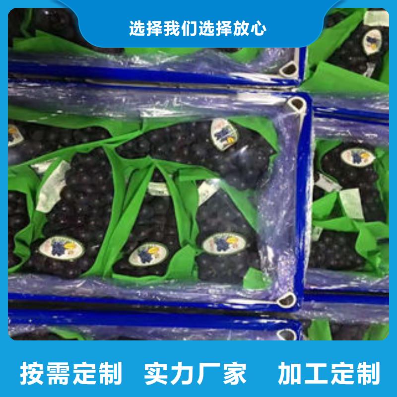 【葡萄苗】-核桃苗质量无忧当地货源