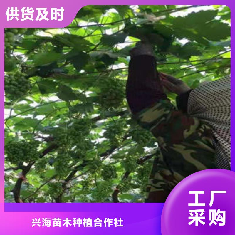 【葡萄苗】 板栗苗今日新品-兴海苗木种植社(秦皇岛市分公司)