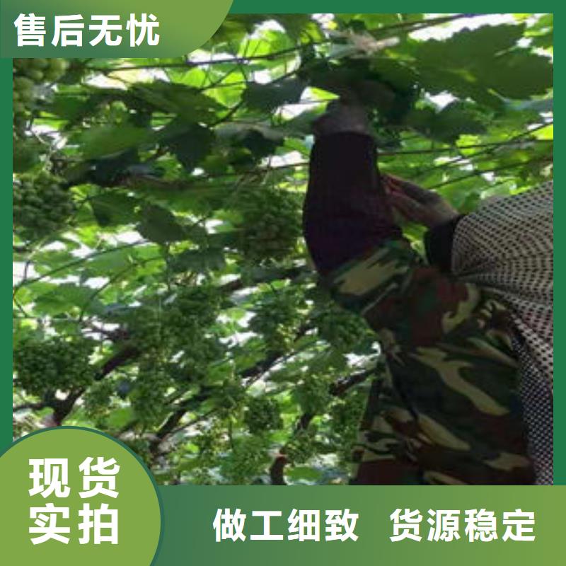 葡萄苗花椒苗工厂自营