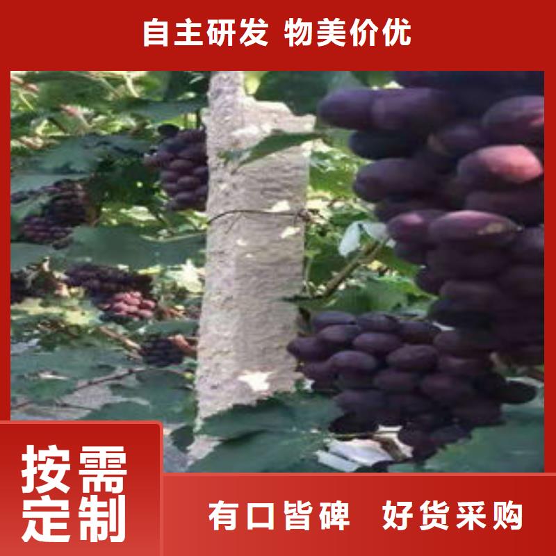 【葡萄苗】 板栗苗今日新品-兴海苗木种植社(秦皇岛市分公司)
