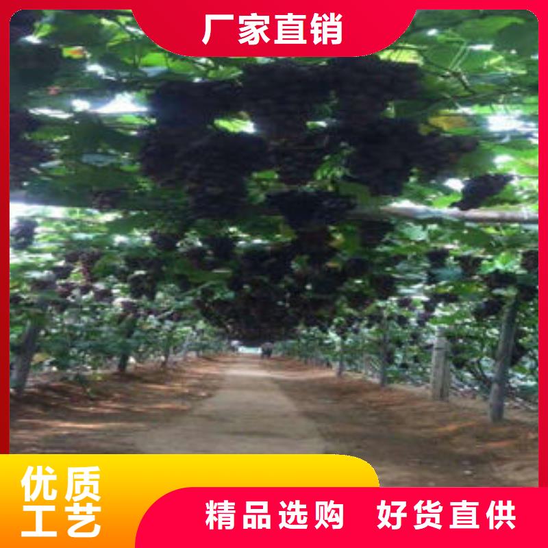 【葡萄苗】 板栗苗今日新品-兴海苗木种植社(秦皇岛市分公司)