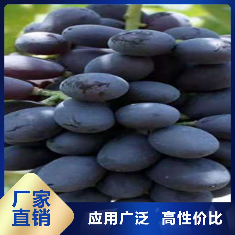 葡萄苗【核桃苗】匠心打造