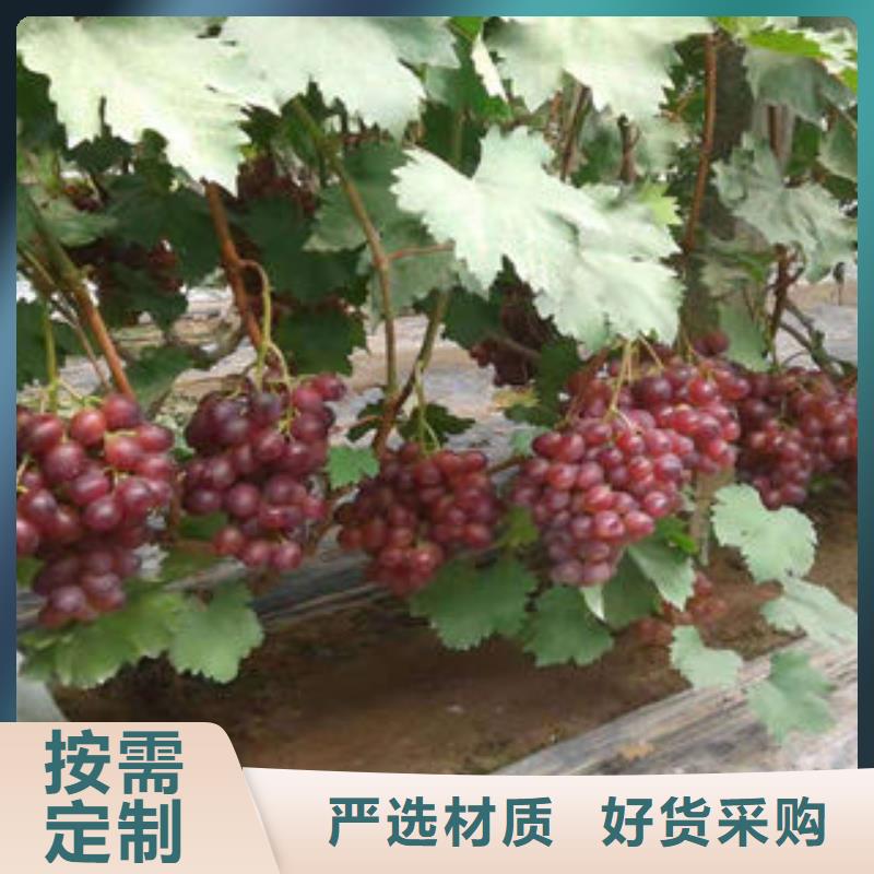 葡萄苗花椒苗工厂自营