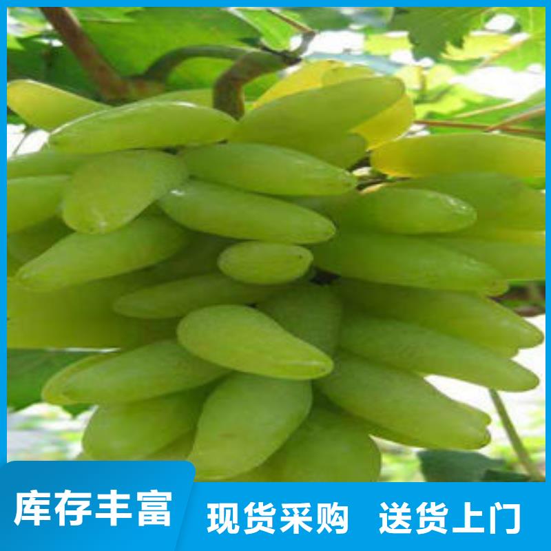 葡萄苗花椒苗工厂自营