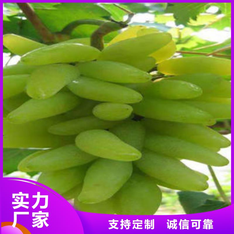 【葡萄苗】-核桃苗质量无忧当地货源