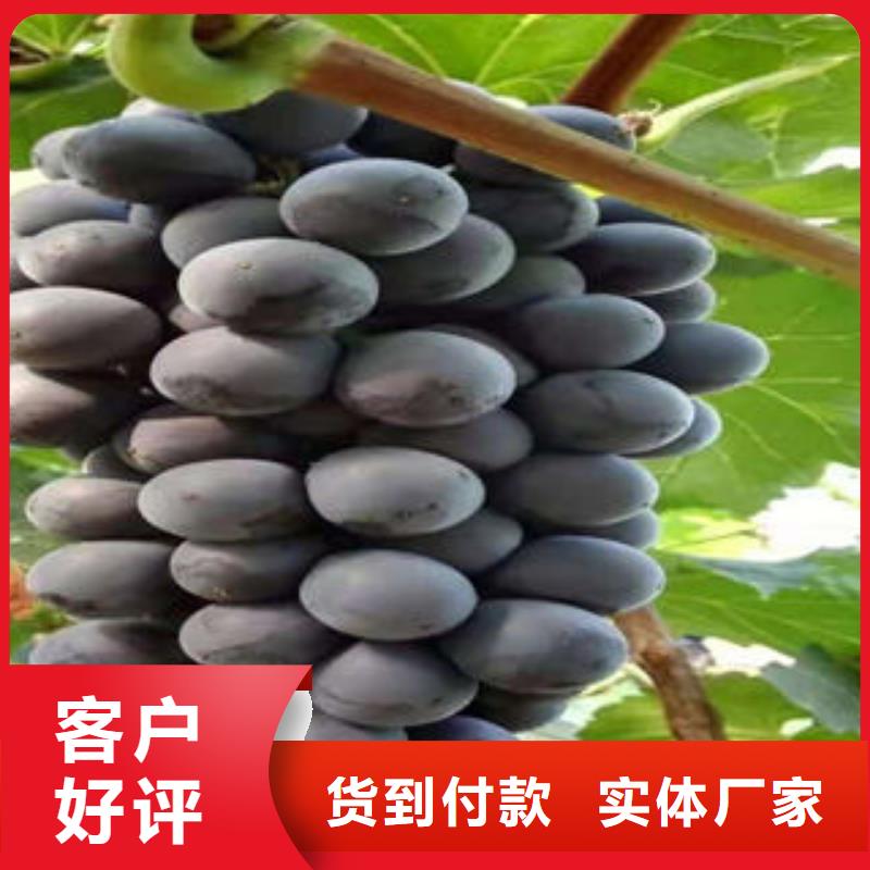 葡萄苗板栗苗优质货源