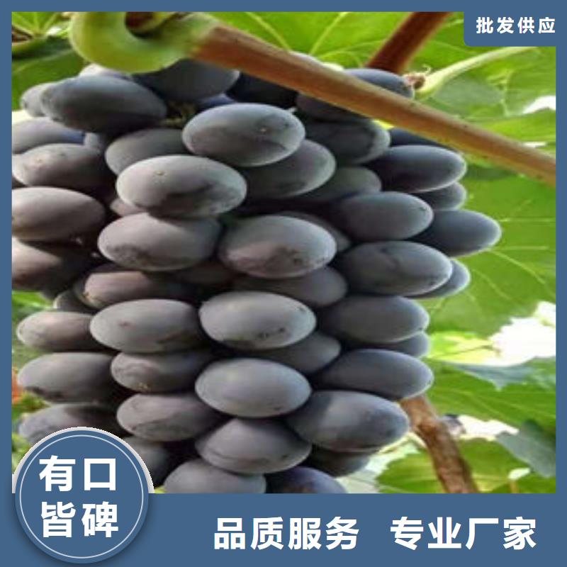 【葡萄苗梨树苗现货充足量大优惠】