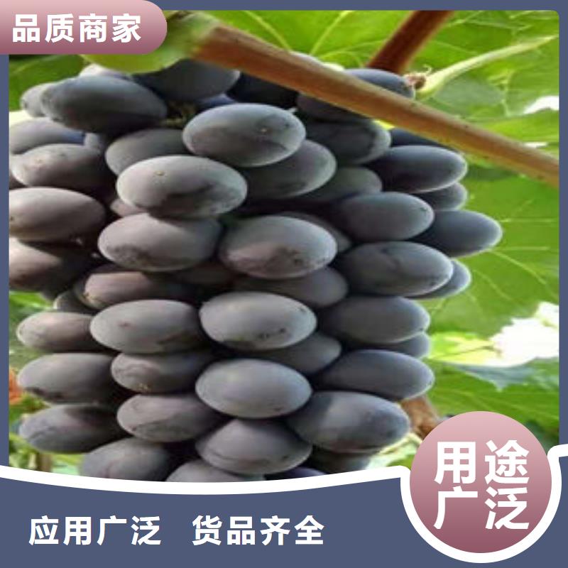 葡萄苗【核桃苗】匠心打造