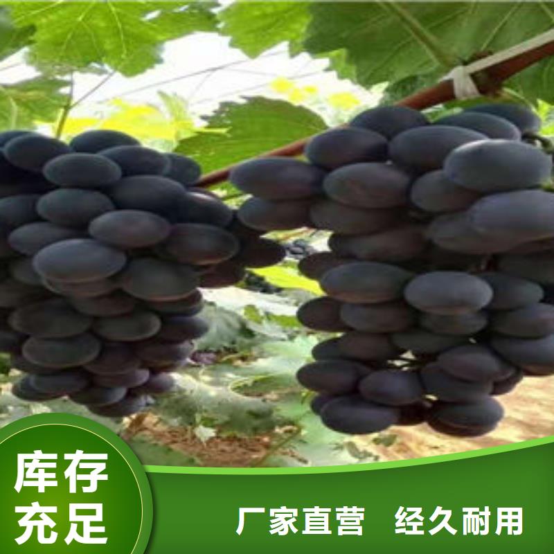 【葡萄苗】 板栗苗今日新品-兴海苗木种植社(秦皇岛市分公司)