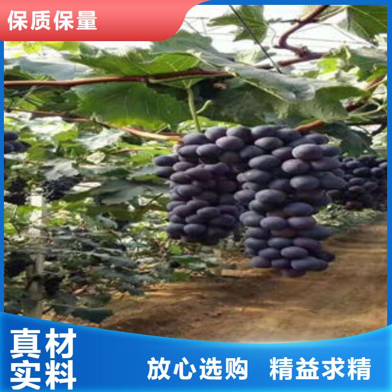 【葡萄苗梨树苗现货充足量大优惠】