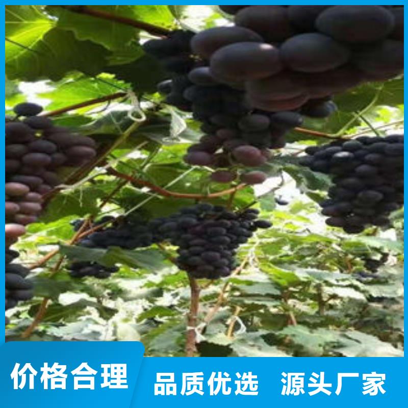葡萄苗【核桃苗】匠心打造