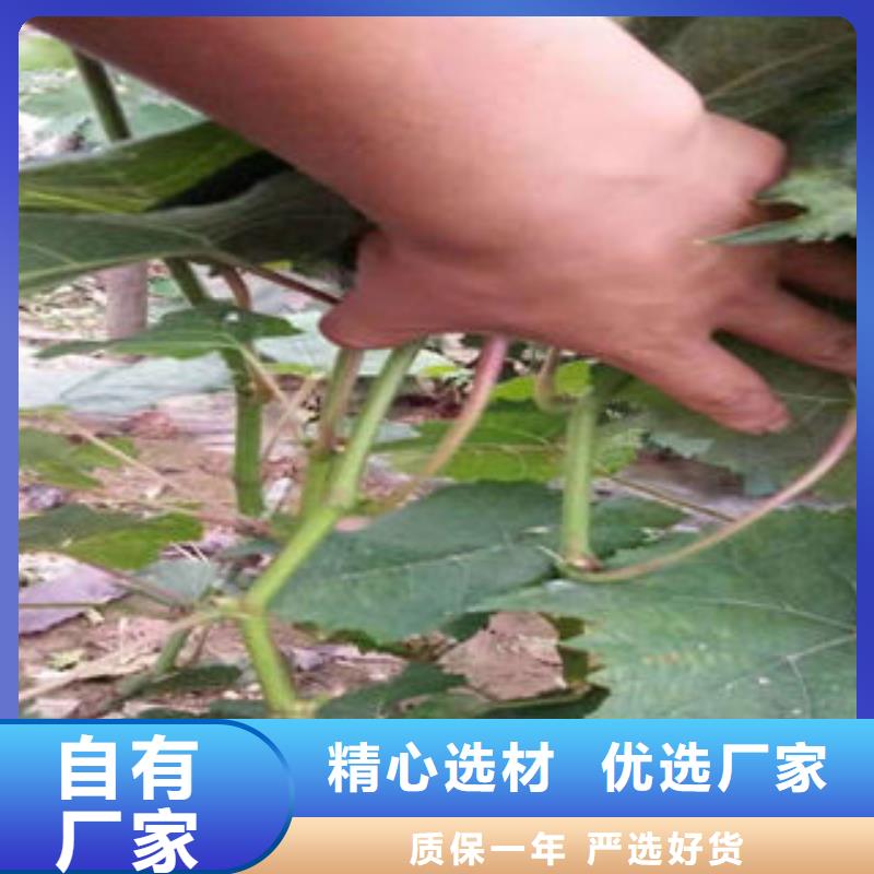 葡萄苗花椒苗工厂自营