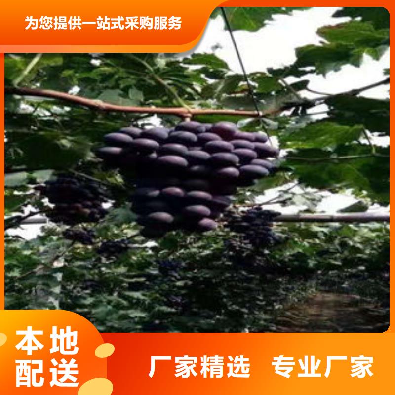 葡萄苗板栗苗优质货源