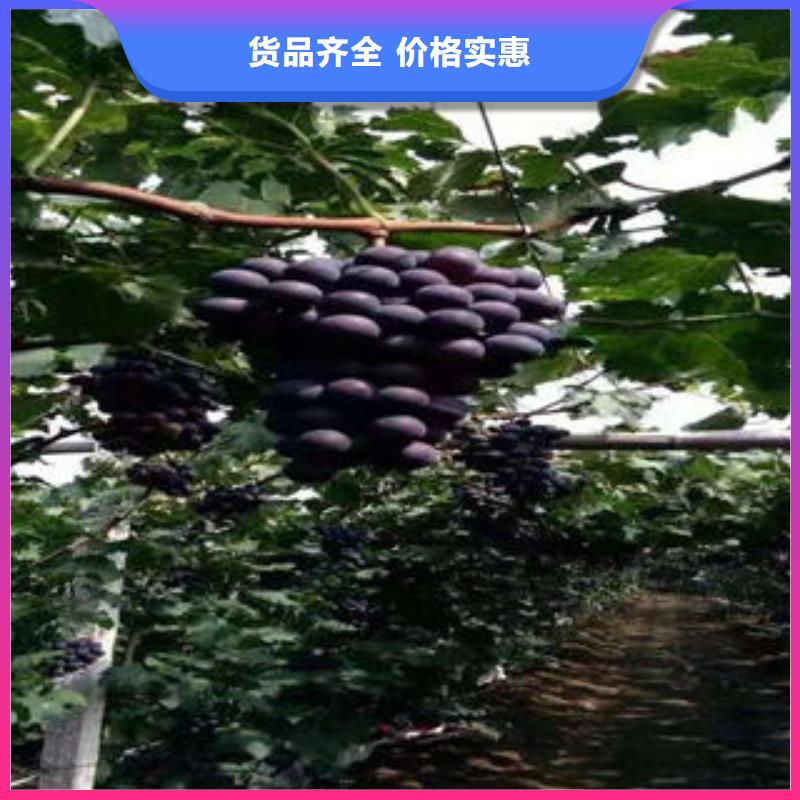 【葡萄苗梨树苗现货充足量大优惠】