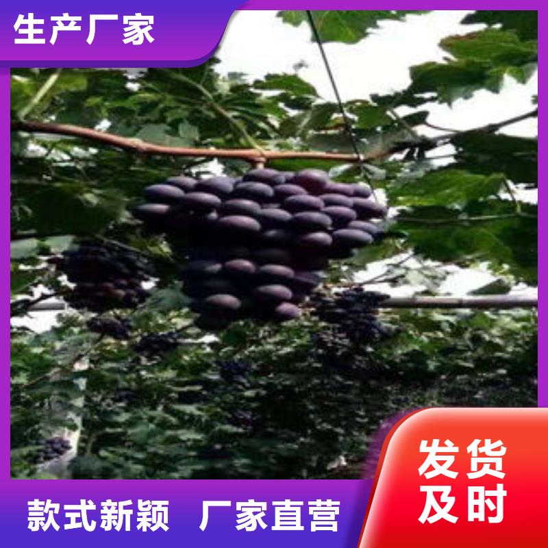 【葡萄苗】 板栗苗今日新品-兴海苗木种植社(秦皇岛市分公司)
