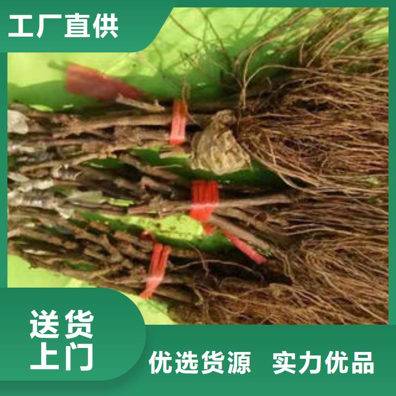 【葡萄苗】 板栗苗今日新品-兴海苗木种植社(秦皇岛市分公司)