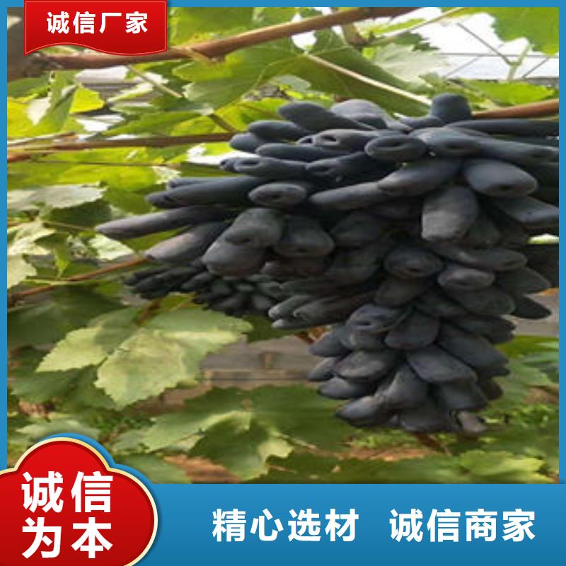 【葡萄苗】 板栗苗今日新品-兴海苗木种植社(秦皇岛市分公司)