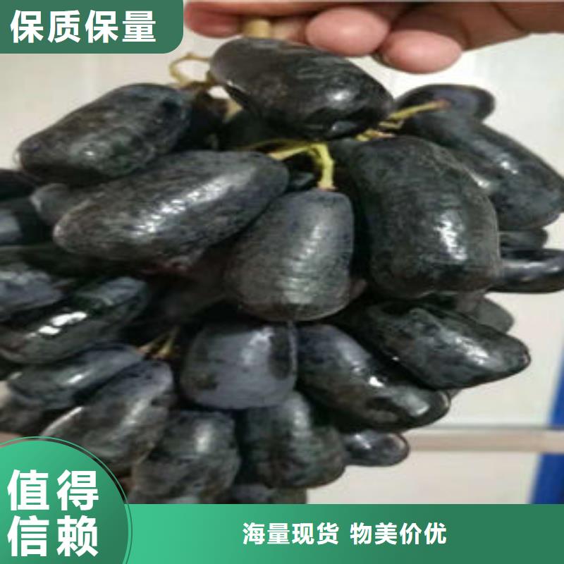 【葡萄苗梨树苗现货充足量大优惠】