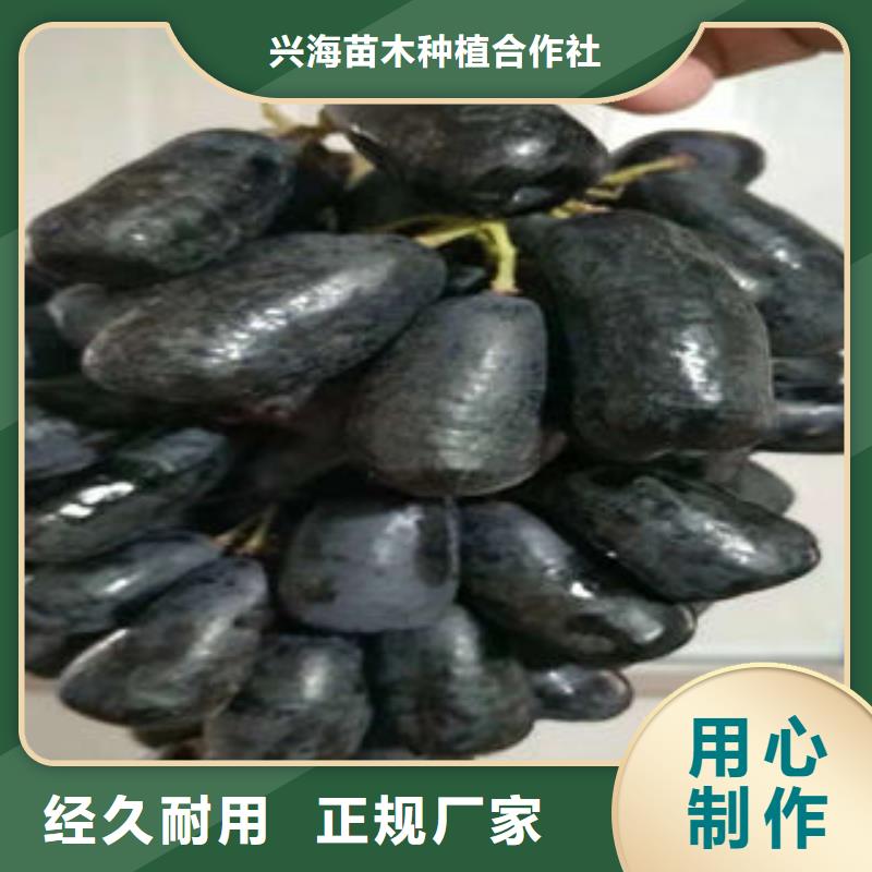 【葡萄苗】-核桃苗质量无忧当地货源