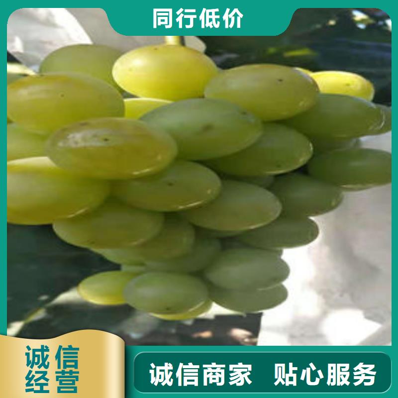 葡萄苗【核桃苗】匠心打造