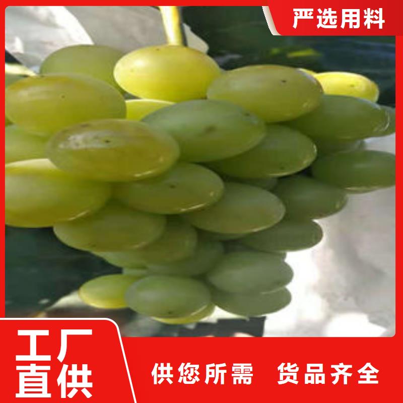 【葡萄苗梨树苗现货充足量大优惠】
