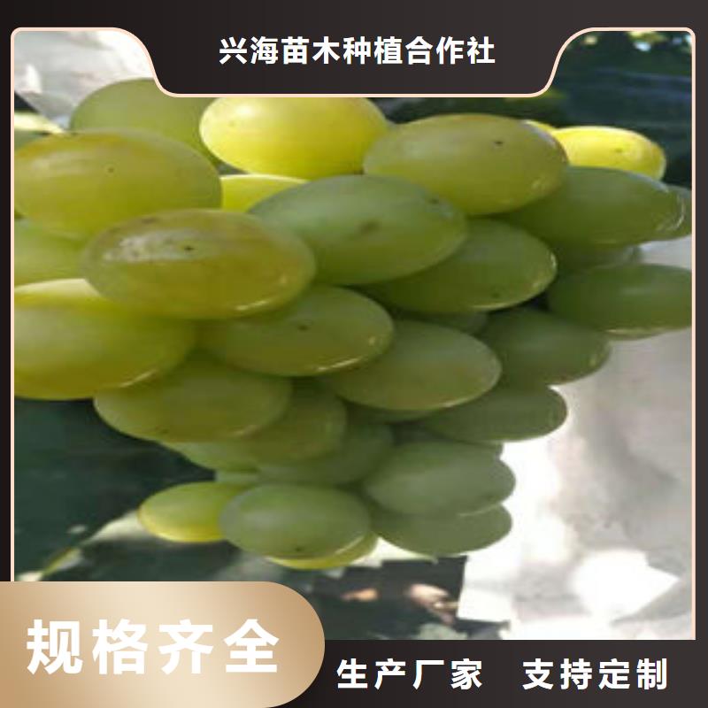 【葡萄苗】-核桃苗质量无忧当地货源